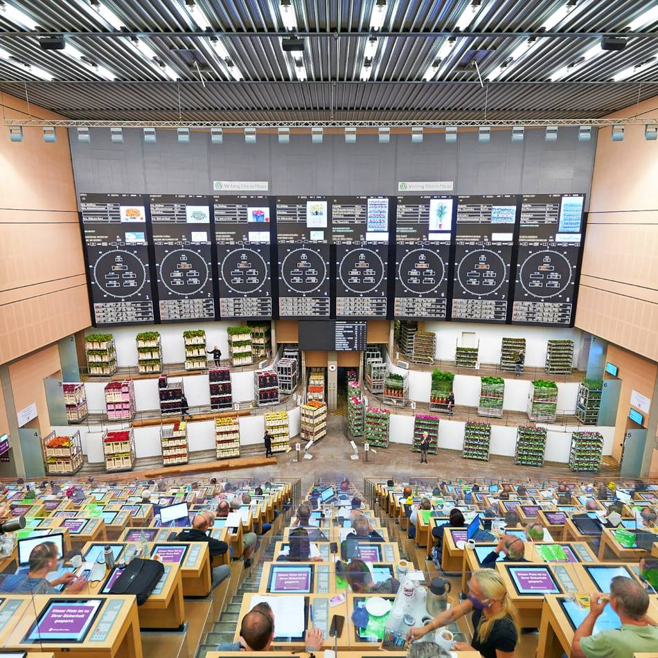 Veiling Rhein-Maas mit leicht gestiegenem Umsatz: Weniger Schnittblumen gingen in Herongen über die Uhr