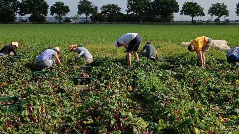 Gemüseanbau auf Acker in Büttgen: Solidarische Landwirtschaft startet in neue Erntesaison