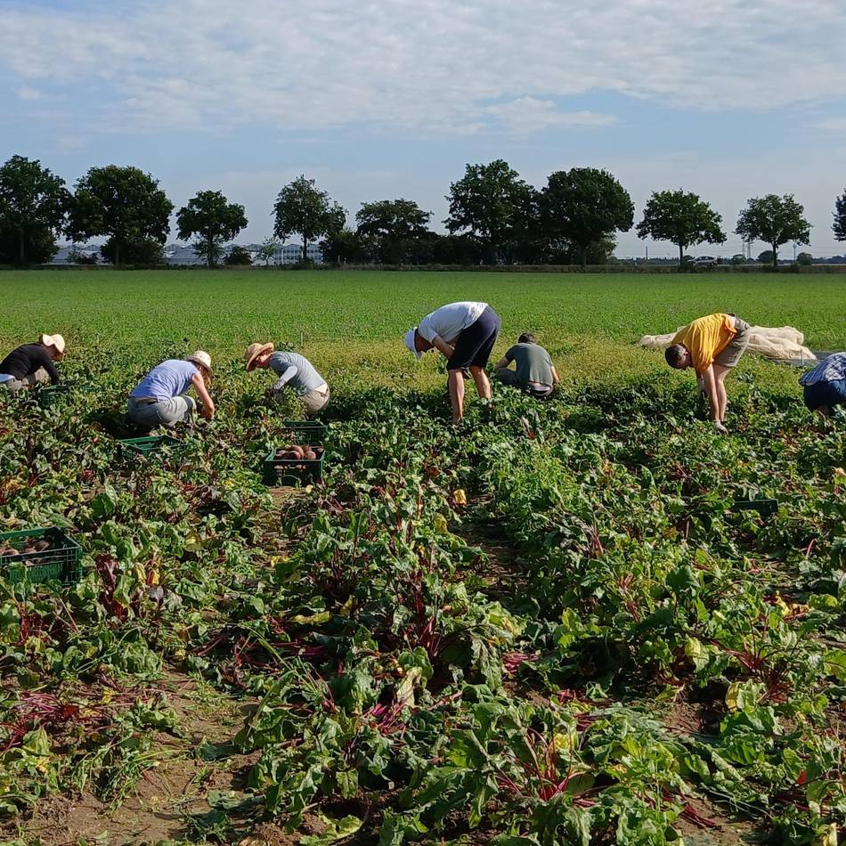 Gemüseanbau auf Acker in Büttgen: Solidarische Landwirtschaft startet in neue Erntesaison