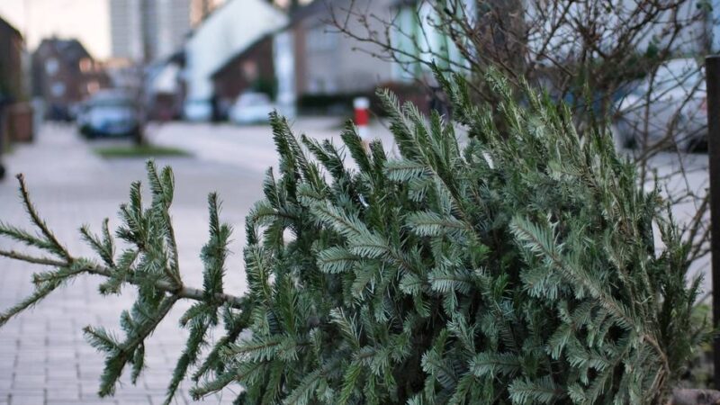 Stadt informiert: Tannenbäume werden ab dem 12. Januar abgeholt