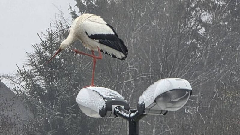 Storch an den Hückeswagener Wupperauen: Putz-Tag für Meister Adebar