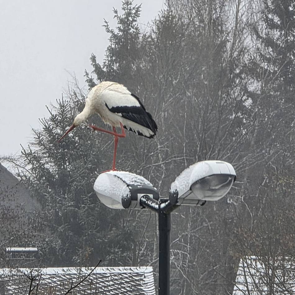 Storch an den Hückeswagener Wupperauen: Putz-Tag für Meister Adebar