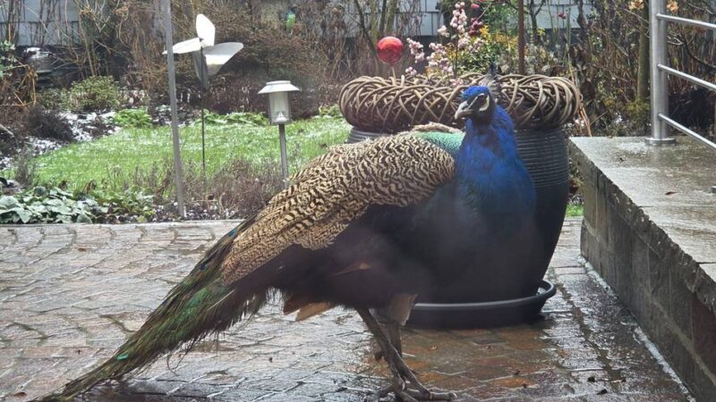 Sogar der OSD rückte an: Wirbel um freilaufenden Pfau in Grevenbroich-Orken