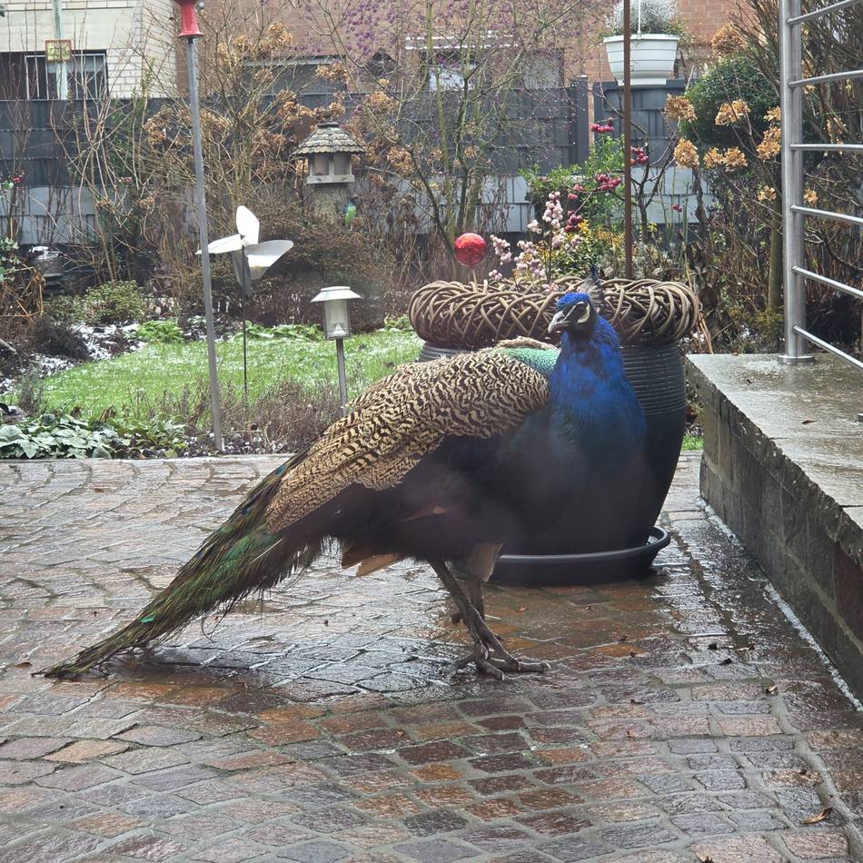 Sogar der OSD rückte an: Wirbel um freilaufenden Pfau in Grevenbroich-Orken
