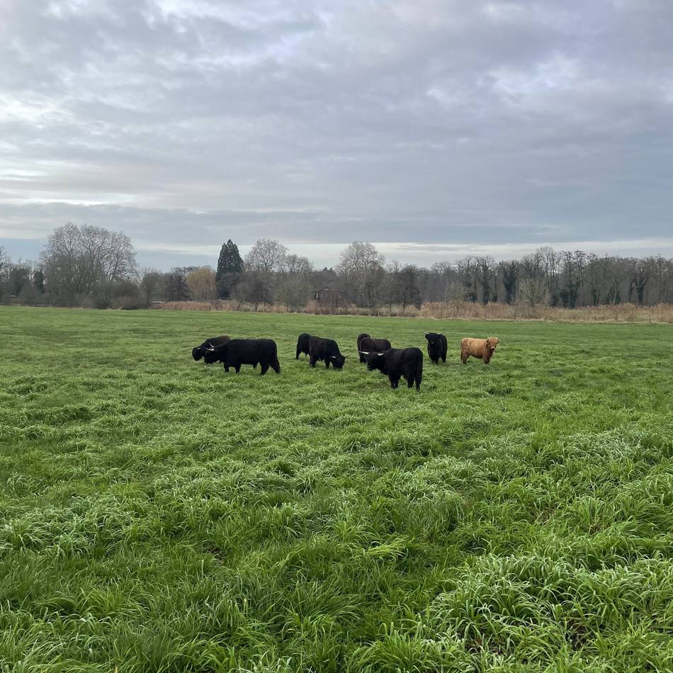 Förderung der Artenvielfalt: Bei Schloss Wissen grasen jetzt Hochlandrinder