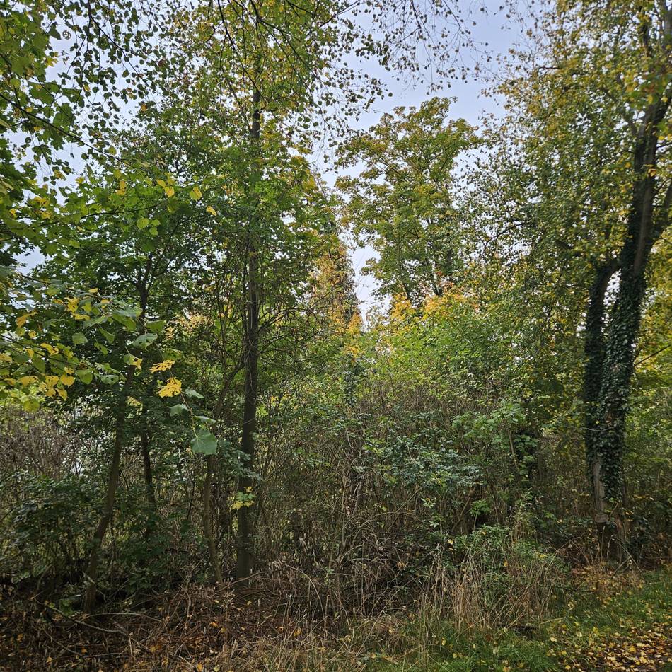 Pflanzaktion in Hoeningen: Bürger können klimaresilienten Wald aufforsten