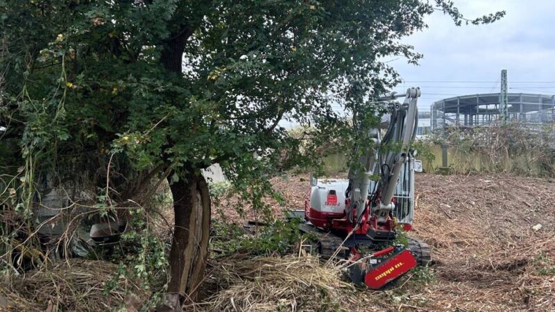 Natur in Düsseldorf: Wurde ein Baum unnötigerweise gefällt?