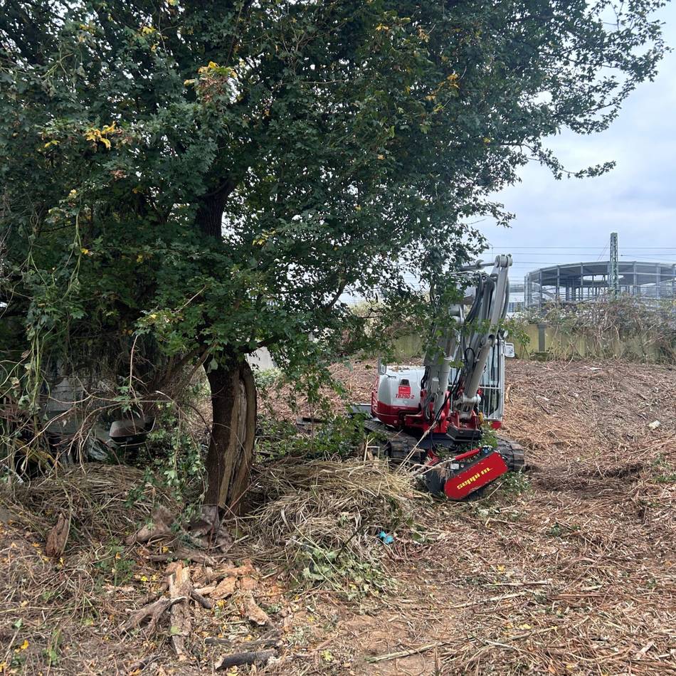 Natur in Düsseldorf: Wurde ein Baum unnötigerweise gefällt?