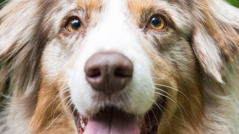 Statistik für 2025: Das sind die beliebtesten Hunderassen in Mönchengladbach