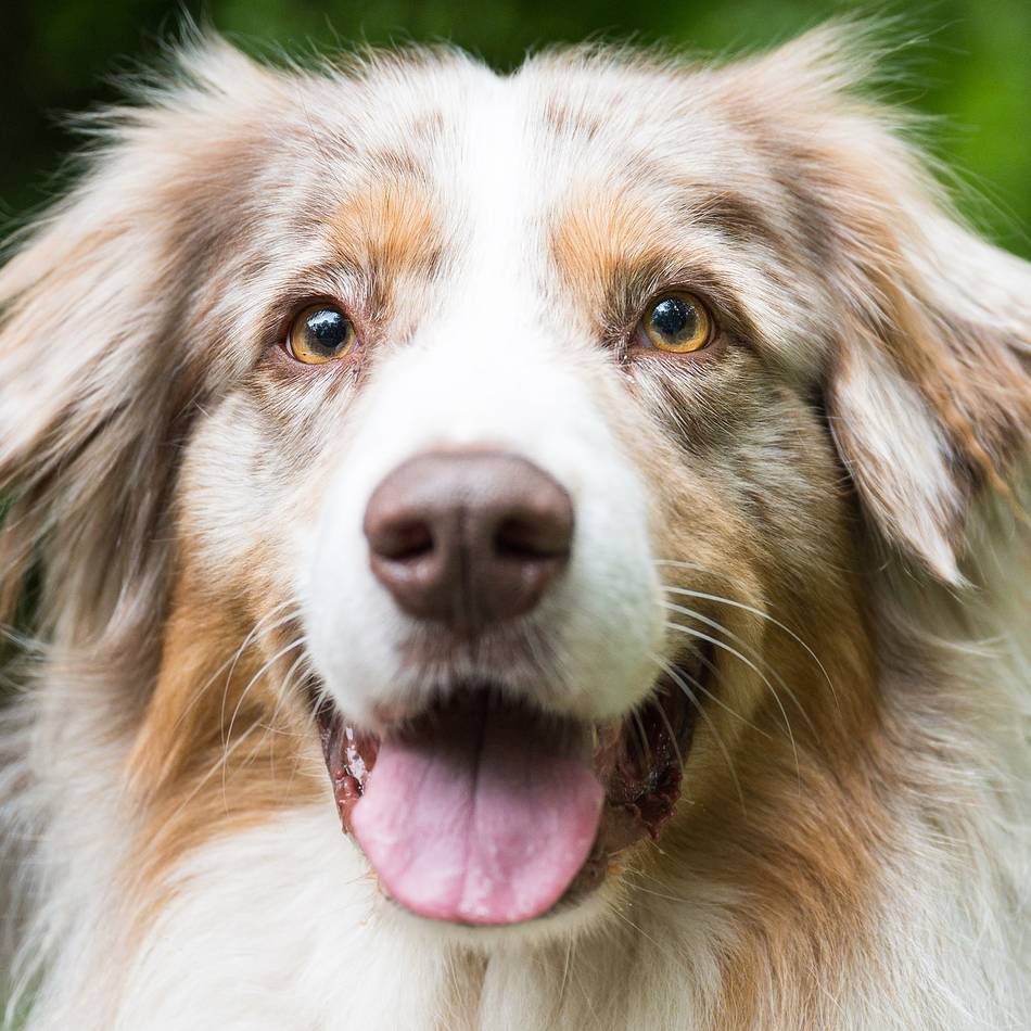 Statistik für 2025: Das sind die beliebtesten Hunderassen in Mönchengladbach