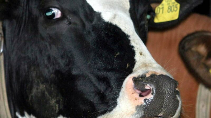 Warnung vor der Blauzungenkrankheit: Oberberg liegt in der Restriktionszone