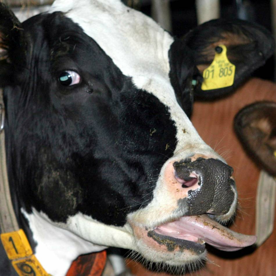 Warnung vor der Blauzungenkrankheit: Oberberg liegt in der Restriktionszone