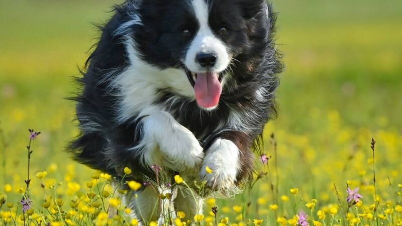 Probleme im Neusser Nordpark?: Petition für Hundewiesen-Zaun