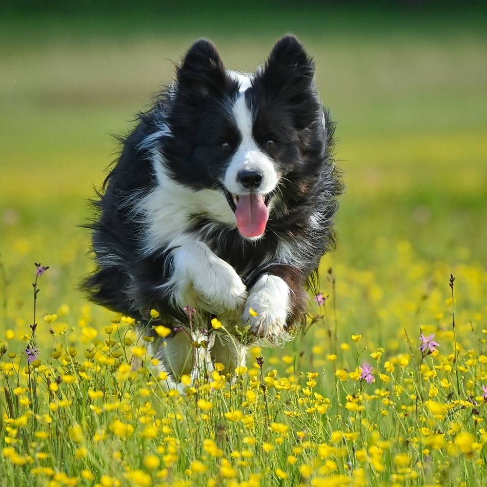 Probleme im Neusser Nordpark?: Petition für Hundewiesen-Zaun