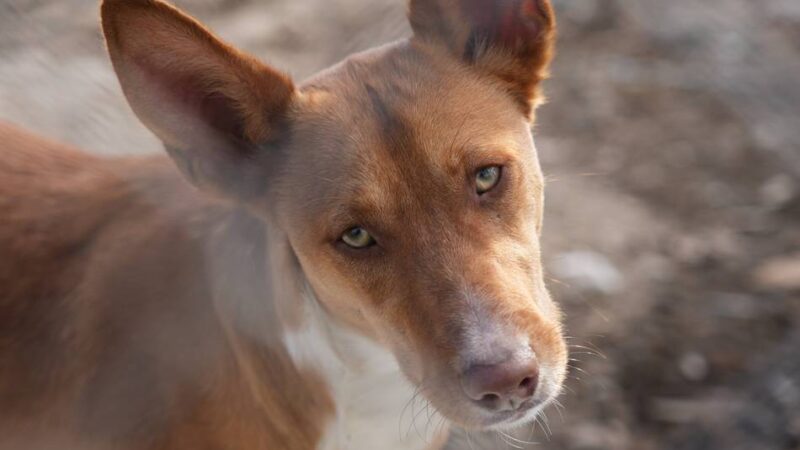 Welt-Galgo-Tag: Tierschützer aus Moers startet erneut Kampagne für Spaniens Jagdhunde