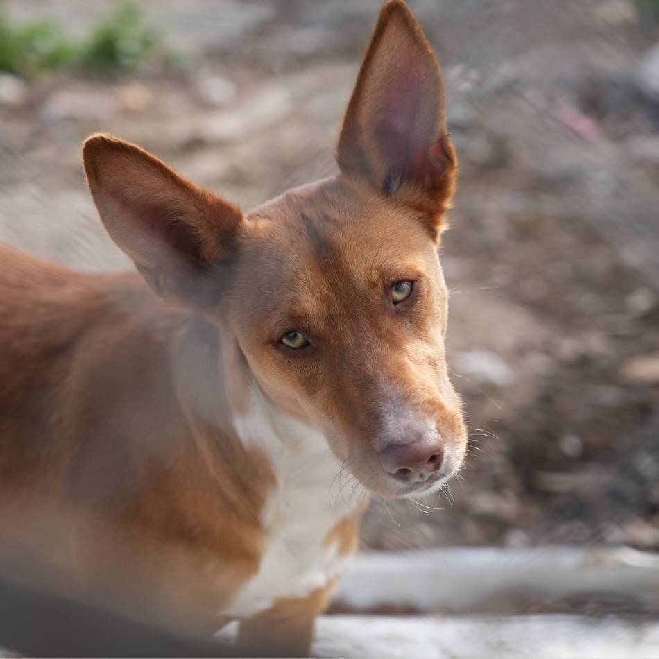 Welt-Galgo-Tag: Tierschützer aus Moers startet erneut Kampagne für Spaniens Jagdhunde