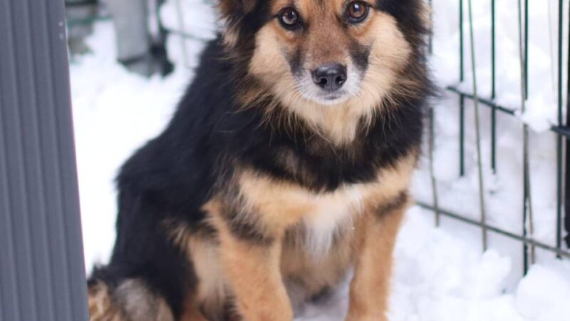 „Tier der Woche“ in Wermelskirchen: Einfühlsame Hundeeltern für „Prinz“ gesucht