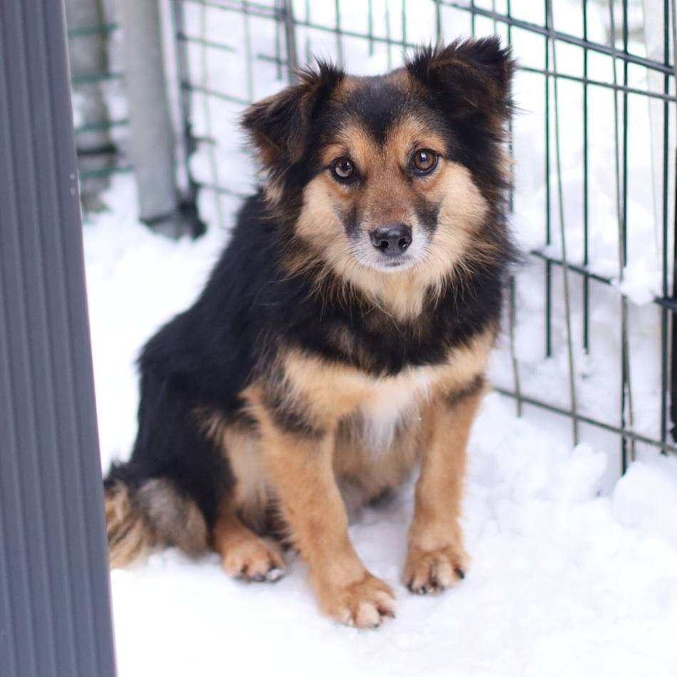 „Tier der Woche“ in Wermelskirchen: Einfühlsame Hundeeltern für „Prinz“ gesucht