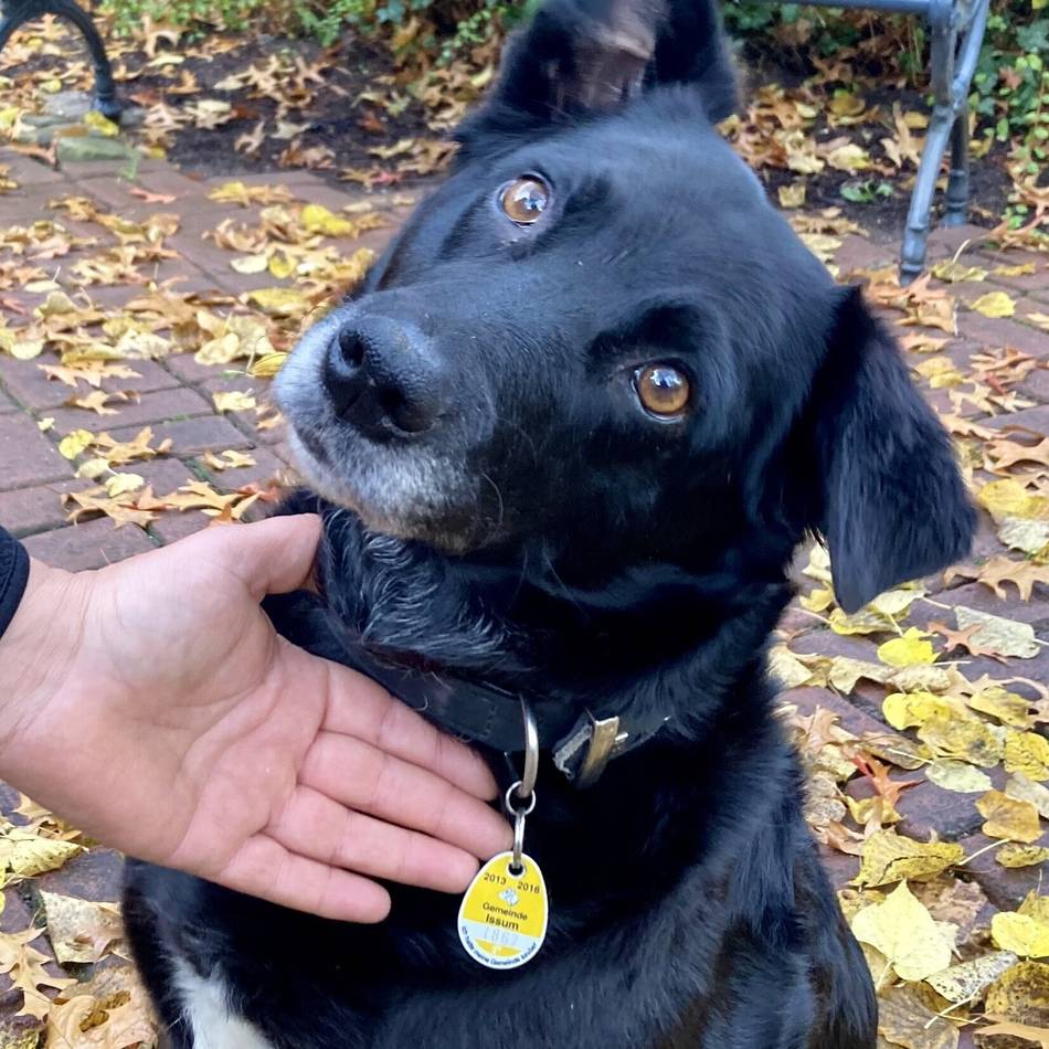 Neuerung in Schwalmtal 2026: Ab sofort digitale Hundesteuermarke