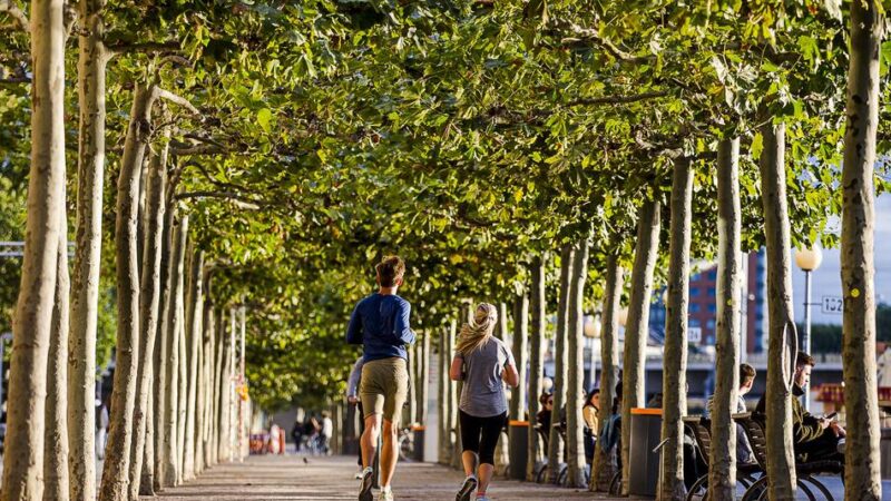 Pflanzen in Düsseldorf: Baumbilanz fällt negativ aus – „Krankheiten sind nicht mehr aufzuhalten“