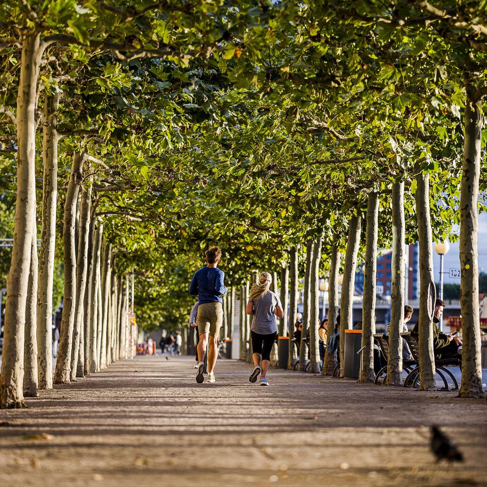 Pflanzen in Düsseldorf: Baumbilanz fällt negativ aus – „Krankheiten sind nicht mehr aufzuhalten“