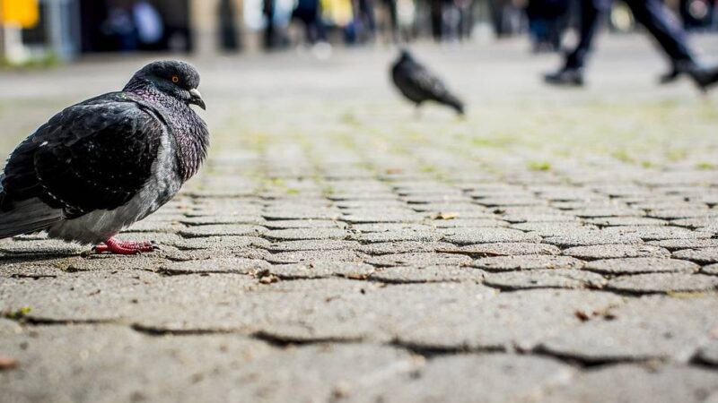 Kampf gegen Stadt-Tauben: Taubenvertreibung pausiert wegen A59-Sanierung