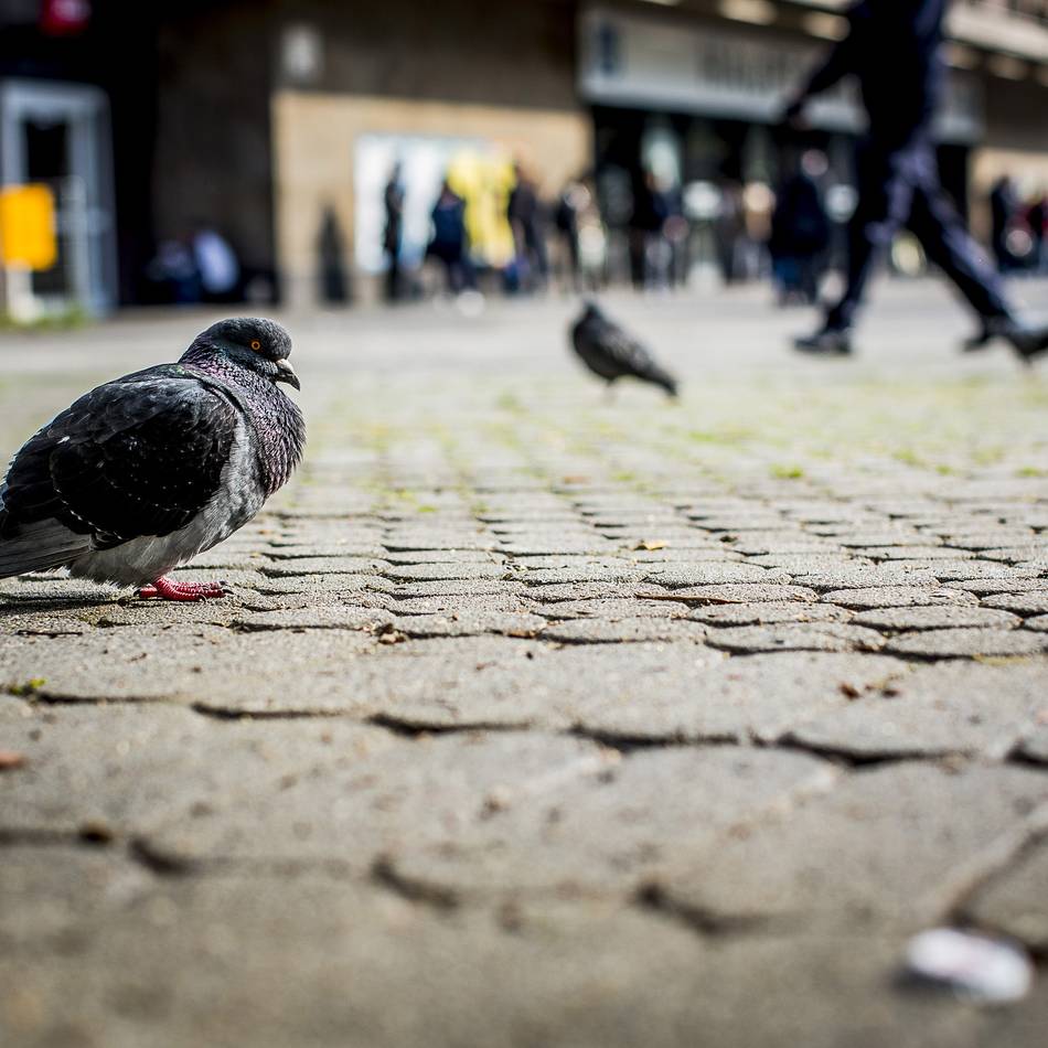 Kampf gegen Stadt-Tauben: Taubenvertreibung pausiert wegen A59-Sanierung