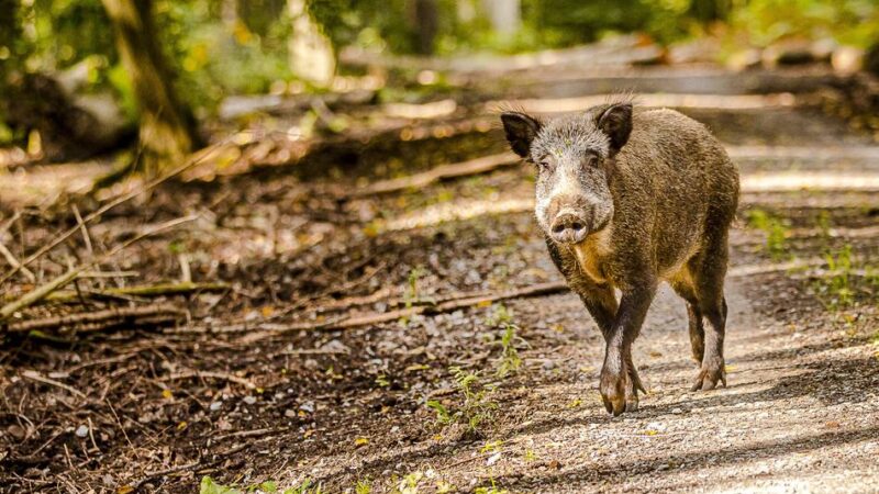 Gärten und Sportplatz durchwühlt: „Tiere werden immer frecher“ – Grevenbroich hat ein Wildschwein-Problem