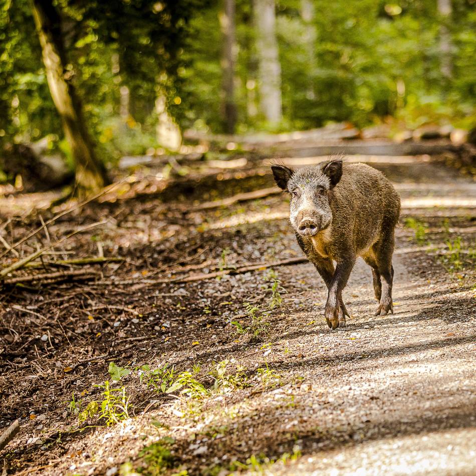 Gärten und Sportplatz durchwühlt: „Tiere werden immer frecher“ – Grevenbroich hat ein Wildschwein-Problem