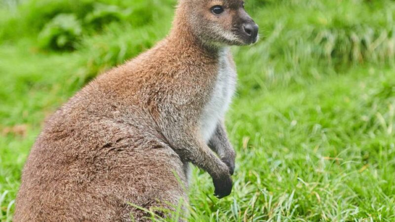 Veterinäramt schreitet ein: Bauzaun statt Wildnis – Wirbel um private Känguru-Haltung in Grevenbroich