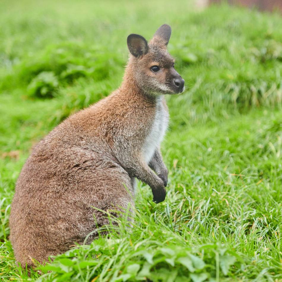 Veterinäramt schreitet ein: Bauzaun statt Wildnis – Wirbel um private Känguru-Haltung in Grevenbroich