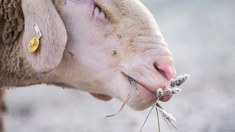 „Das darf nicht weitergehen“: Erschossene Schafe in Kalkar – Ralf Seeger ruft Belohnung aus