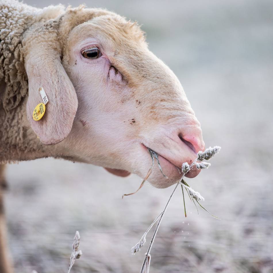 „Das darf nicht weitergehen“: Erschossene Schafe in Kalkar – Ralf Seeger ruft Belohnung aus