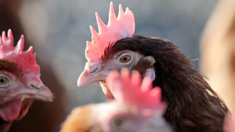 Keine neuen Fälle: Kreis Viersen hebt Stallpflicht für Geflügel auf