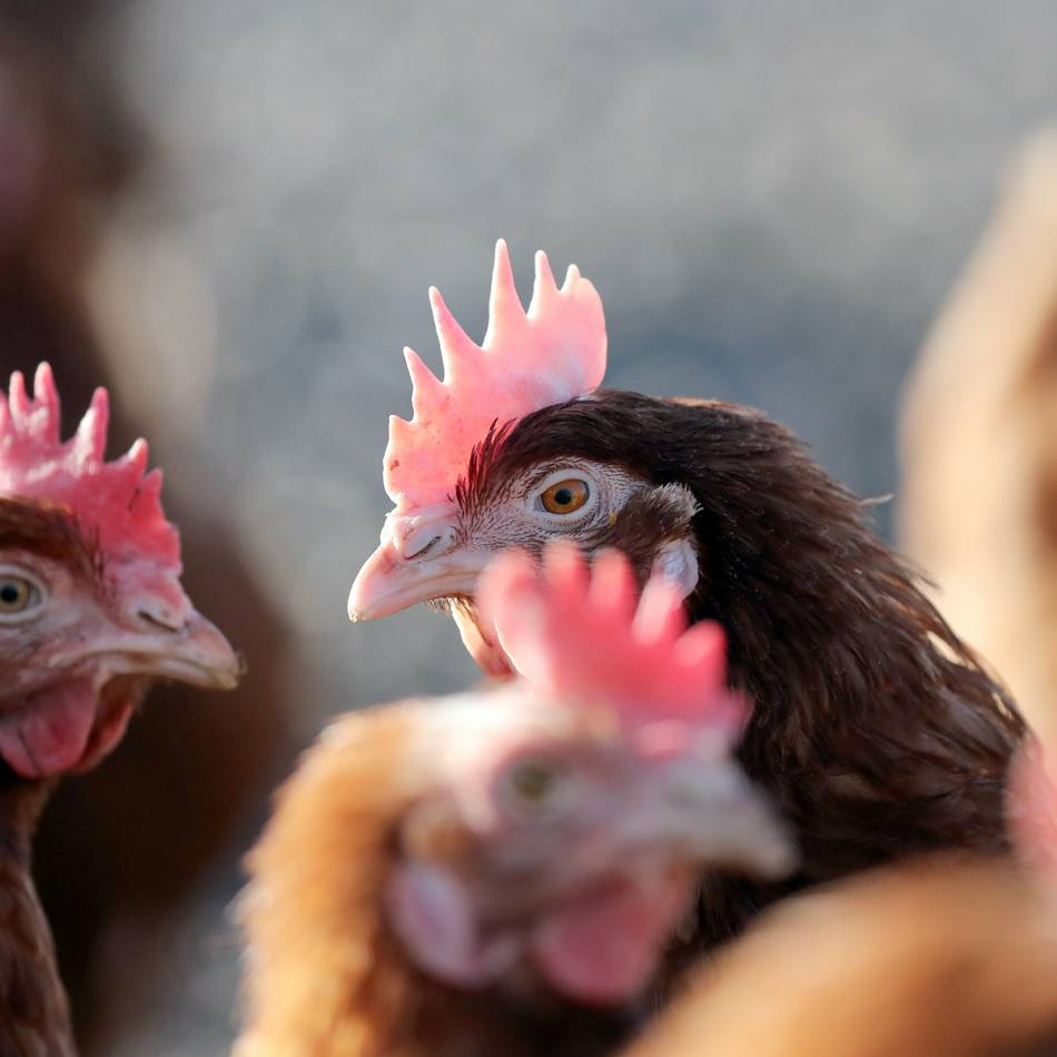 Keine neuen Fälle: Kreis Viersen hebt Stallpflicht für Geflügel auf