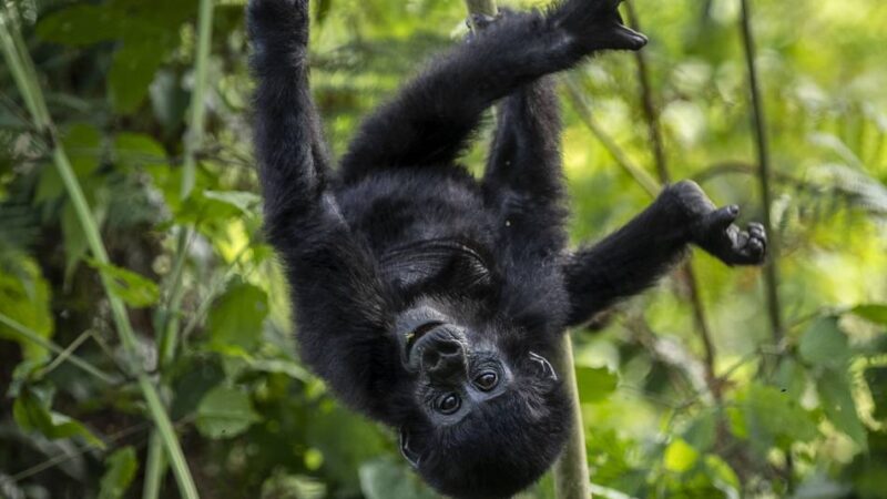 Im Golfclub Mettmann: Lichtbildvortrag zu den letzten Berggorillas