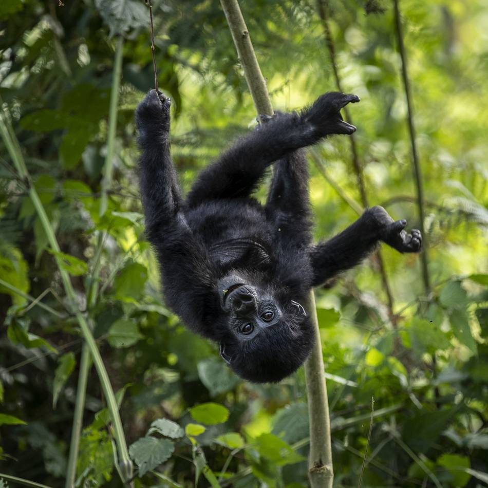 Im Golfclub Mettmann: Lichtbildvortrag zu den letzten Berggorillas