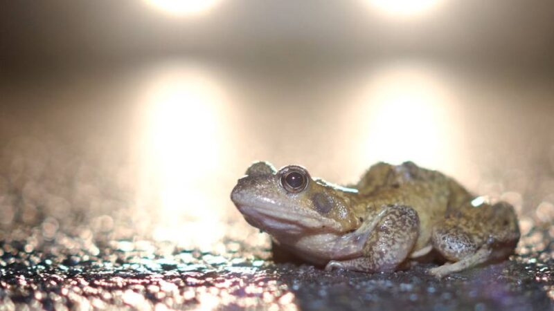 Naturschutz am Niederrhein: Nabu startet Krötenrettung in Neukirchen-Vluyn – und jeder kann mithelfen