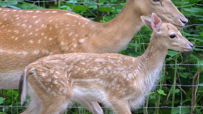 Aufregung um Damwild in Krefeld: „Der Tod ist nicht immer die tierschutzwidrigste Situation“