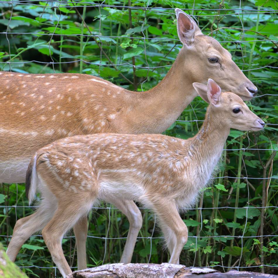 Aufregung um Damwild in Krefeld: „Der Tod ist nicht immer die tierschutzwidrigste Situation“