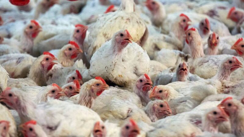 Krankheit rückt näher: Geflügelpest-Überwachungszone in Erkelenz