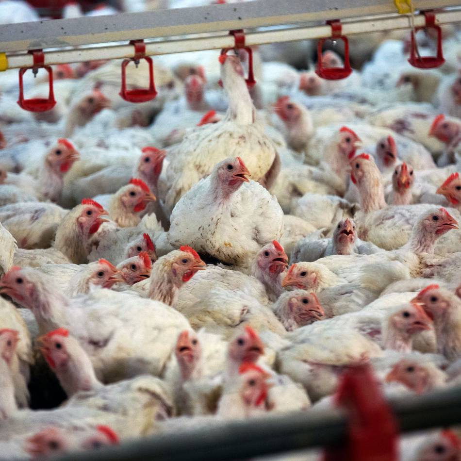 Krankheit rückt näher: Geflügelpest-Überwachungszone in Erkelenz