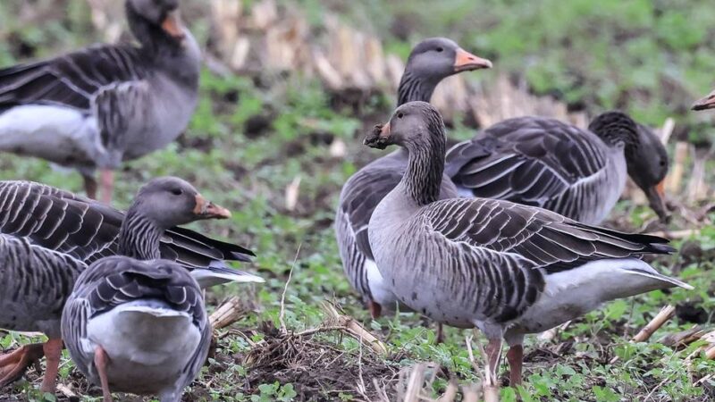 Vogelbeobachtung in Sonsbeck: Ornithologen laden zu vogelkundlichen Exkursionen ein