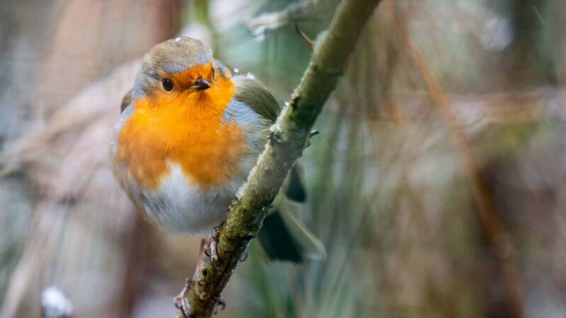 Mitmachaktion der Naturschutzverbände: Wie viele Wintervögel sind in Leverkusen unterwegs?