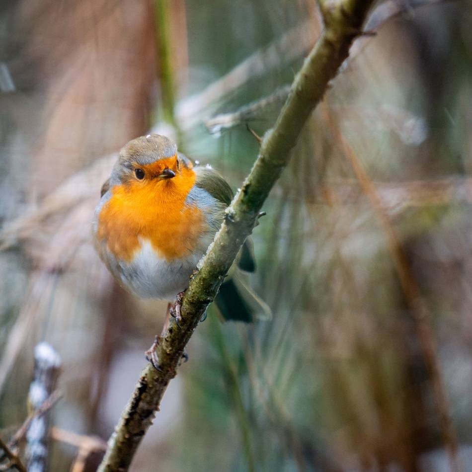 Mitmachaktion der Naturschutzverbände: Wie viele Wintervögel sind in Leverkusen unterwegs?