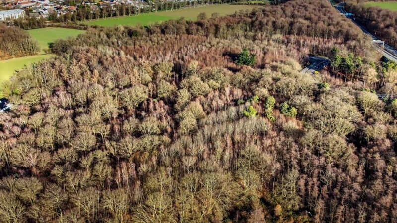 Politik in Langenfeld: Stadt will ihren Wald mehr für Freizeit und Bildung nutzen