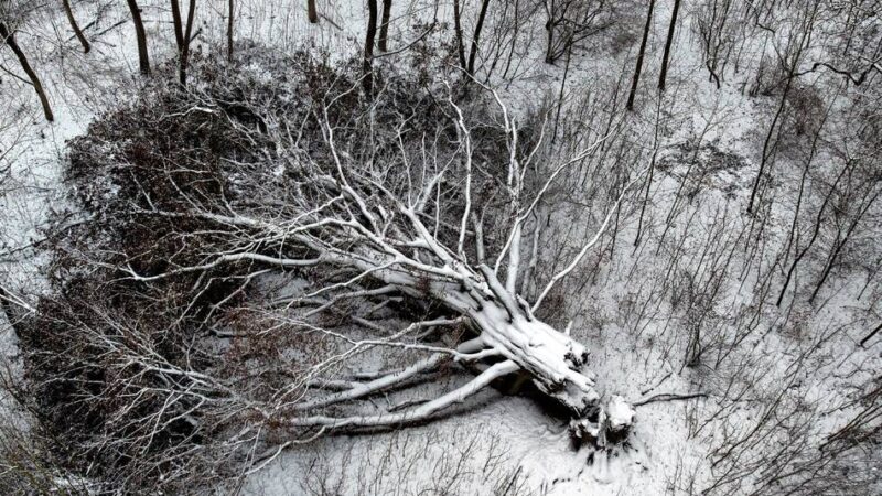 150 Jahre alte Blutbuche in Leverkusen: Baum-Methusalem darf in Morsbroich in Ruhe zerfallen