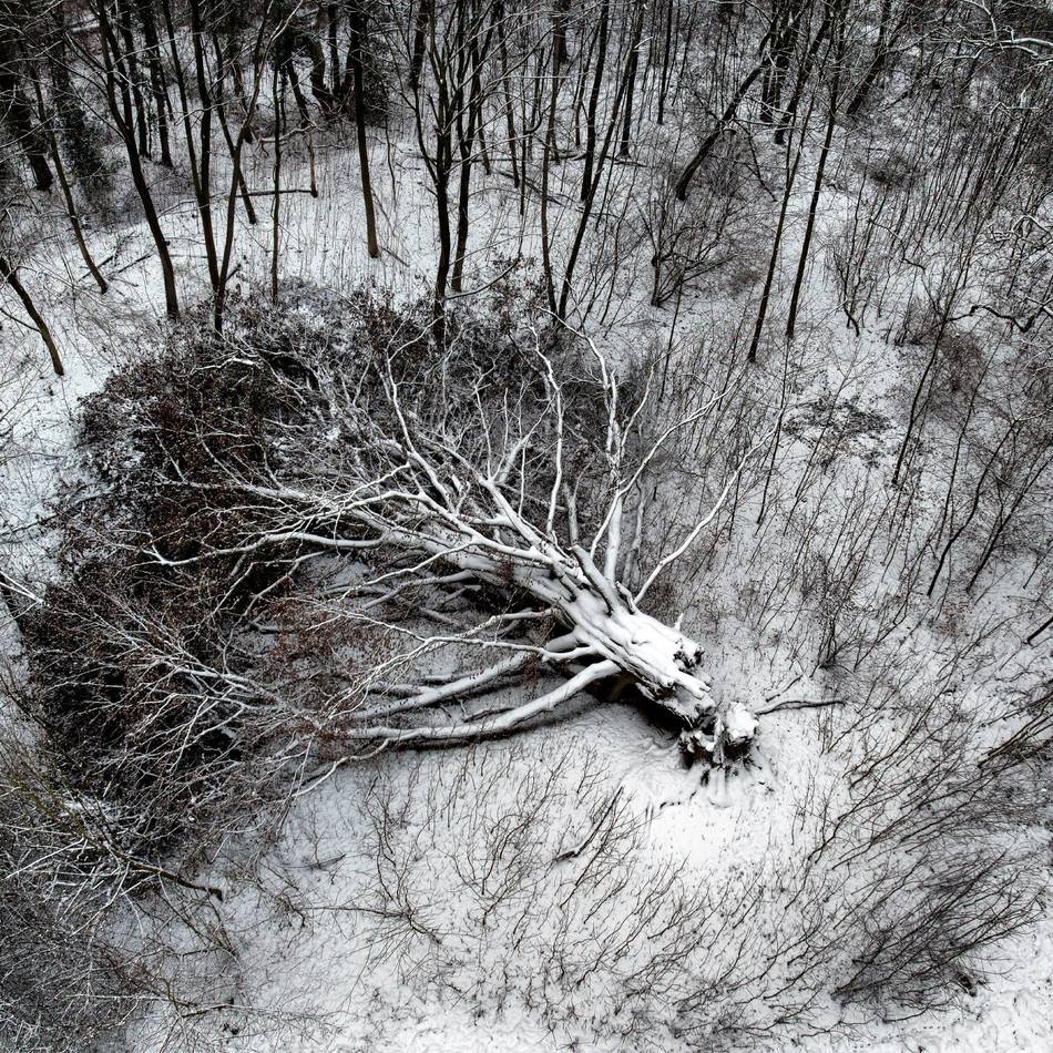 150 Jahre alte Blutbuche in Leverkusen: Baum-Methusalem darf in Morsbroich in Ruhe zerfallen