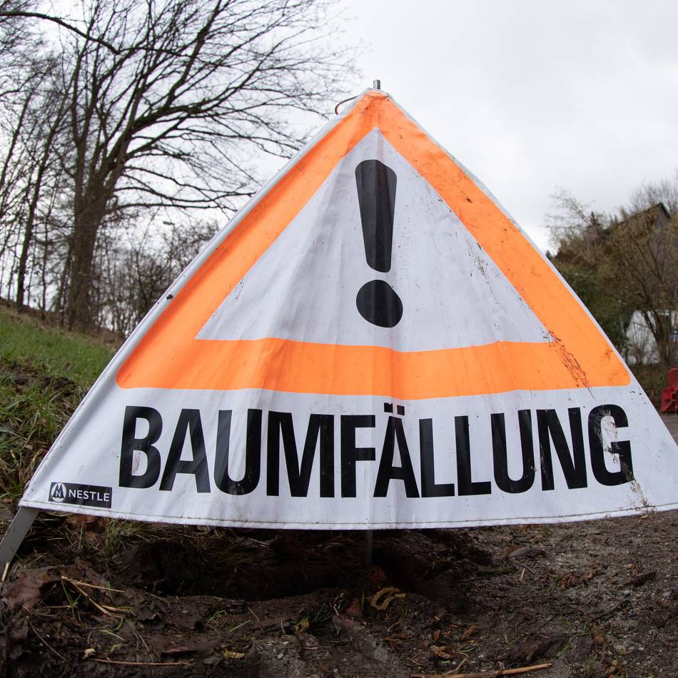 Gelände der Jugendverkehrsschule: Stadt muss drei weitere Bäume fällen