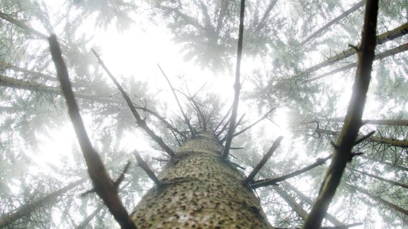 Umweltpreis von Rhein-Kreis Neuss, Speira und NGZ: Bühne frei für lokale Umweltprojekte – jetzt bewerben!
